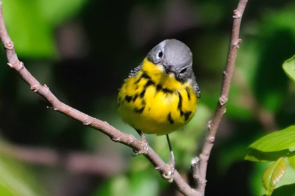 Magnolia Warbler (female)by Alberto_VO5 is licensed under CC BY-NC 2.0